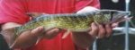 Chain Pickerel.jpg