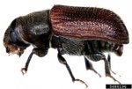 5480196_M-ODonnell-and-A-Cline_Wood-Boring-Beetle-Families_USDA-APHIS-ITP_Bugwood-org-447x300.jpg