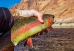 ferry_ranbow_trout1a_IMG_5301.jpg