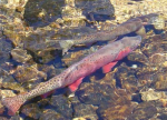 Buy a Limited Edition Ross Reel -- Help Restore Greenback Cutthroat Trout!