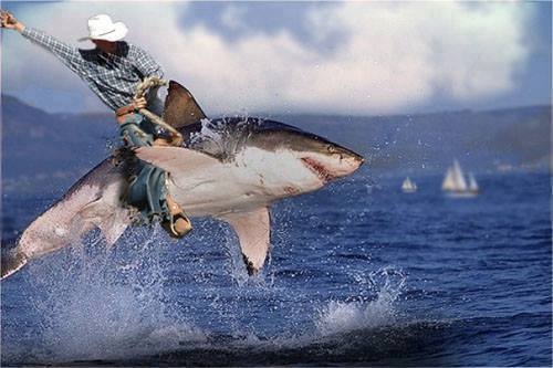 cowboy_shark.jpg